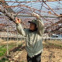 2004_0201剪定0040.JPG